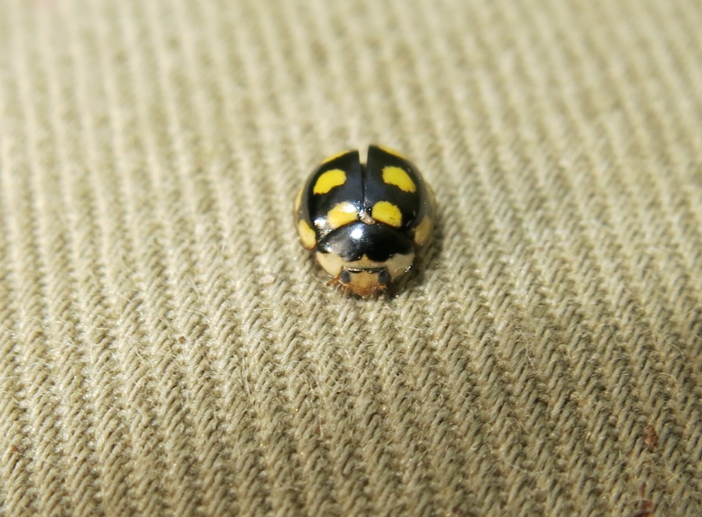 Coccinellidae, Oenopia lyncea? S.