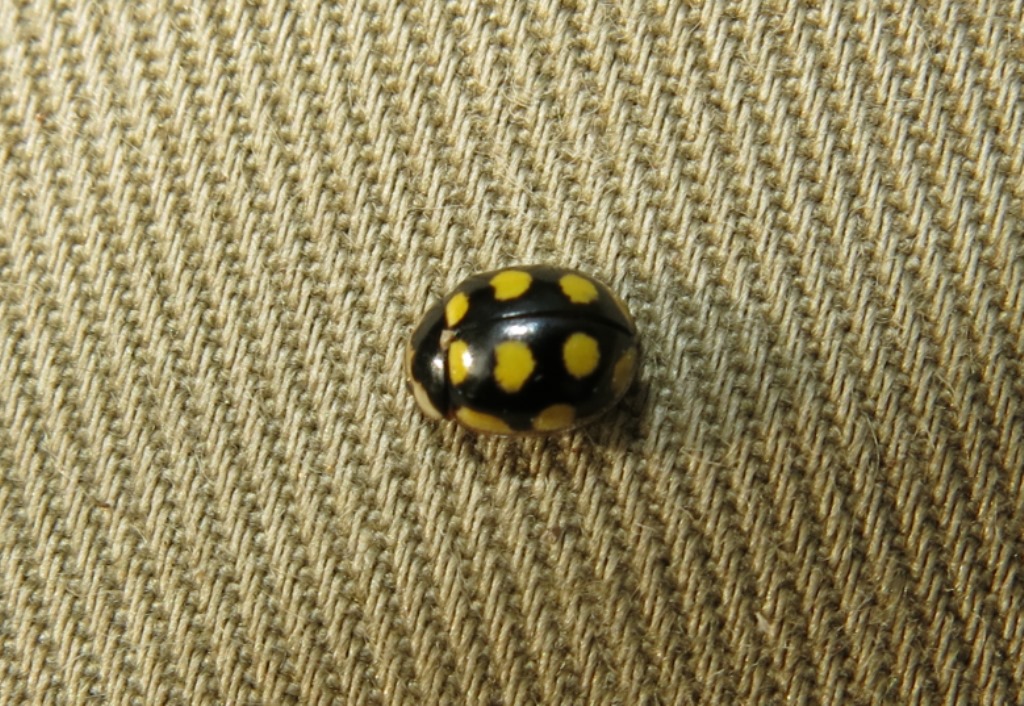 Coccinellidae, Oenopia lyncea? S.