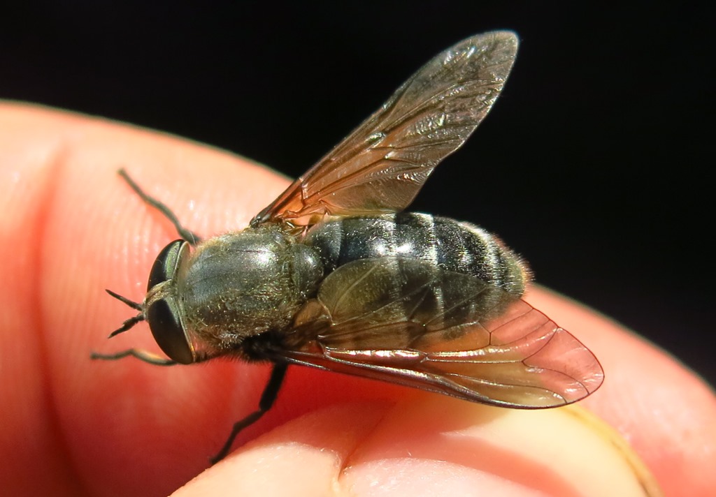 Femmina di Dasyrhamphis antracinus (Tabanidae)