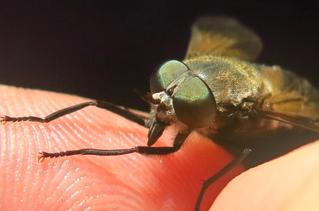 Femmina di Dasyrhamphis antracinus (Tabanidae)