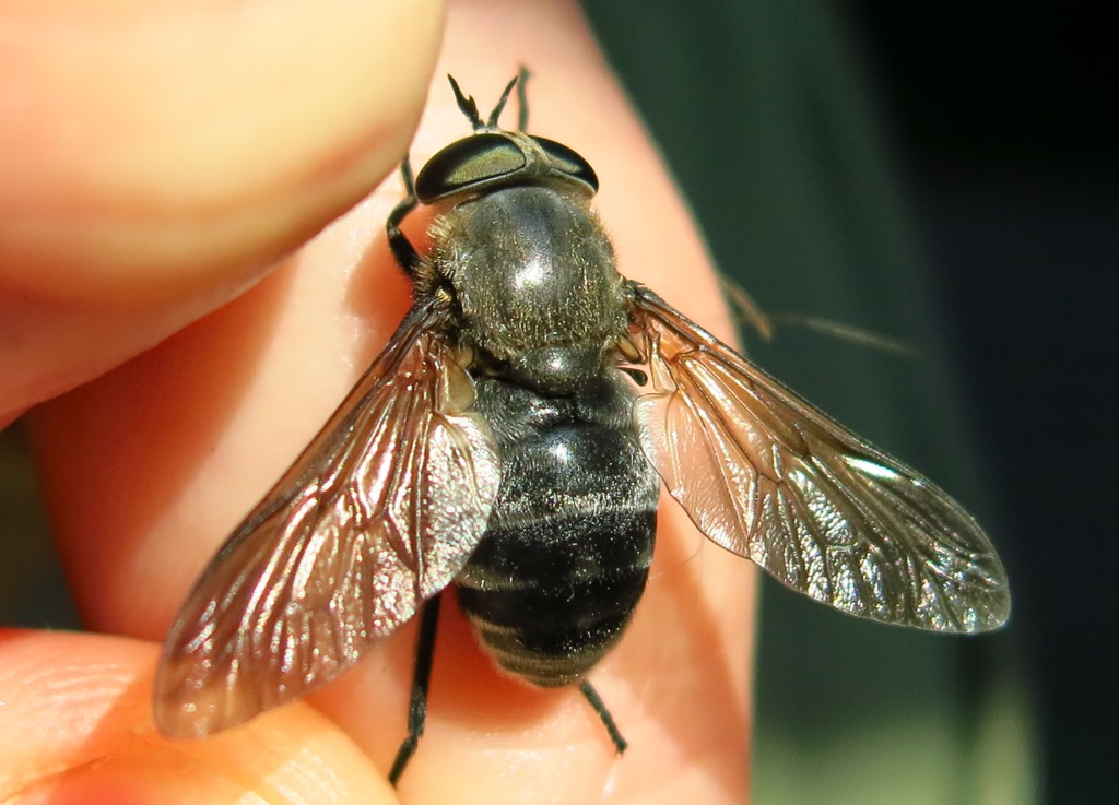 Femmina di Dasyrhamphis antracinus (Tabanidae)