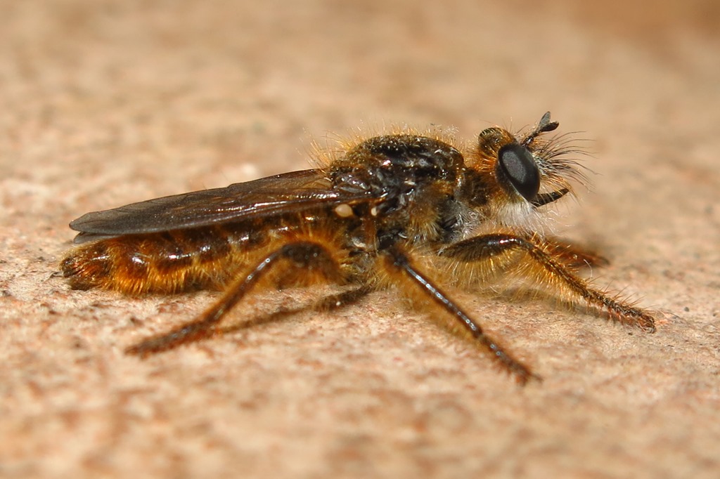 Asilidae: Choerades sp.