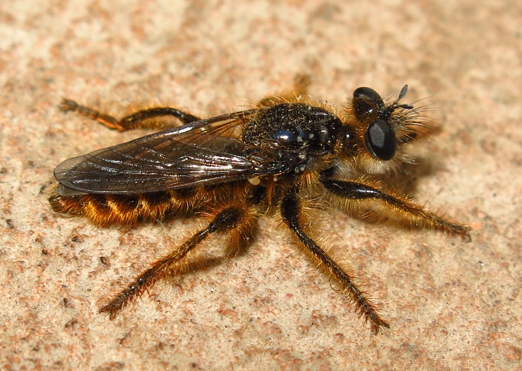 Asilidae: Choerades sp.