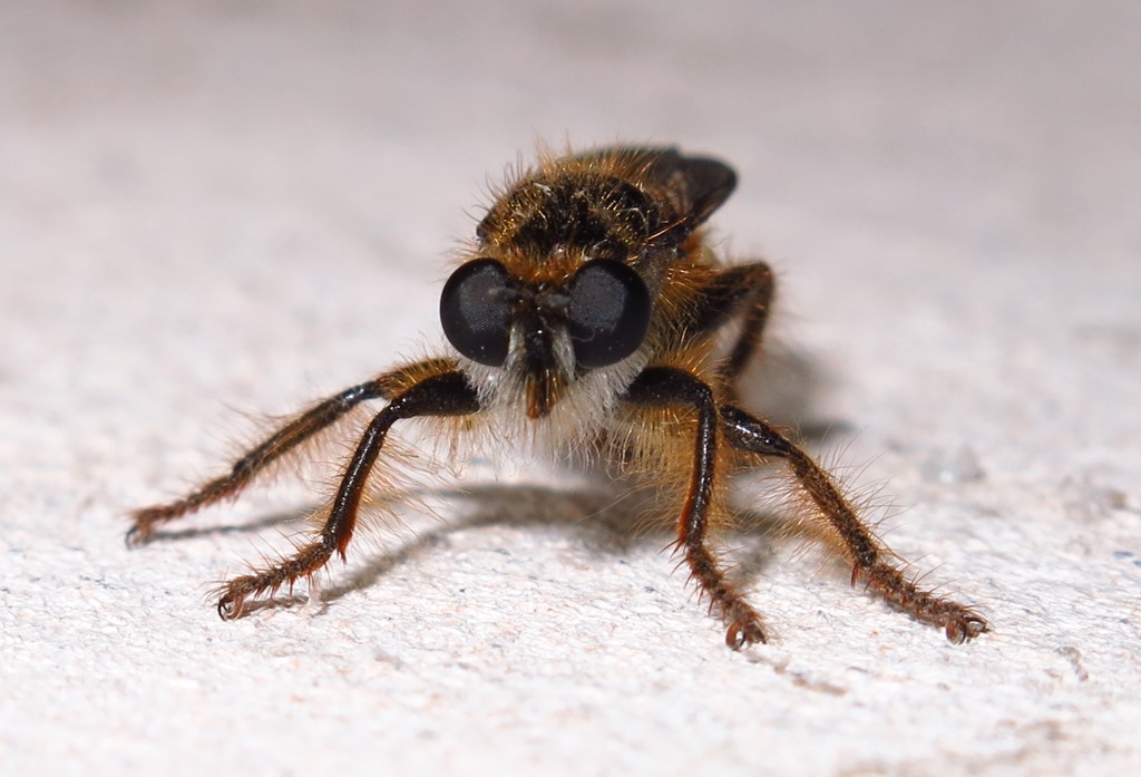 Asilidae: Choerades sp.