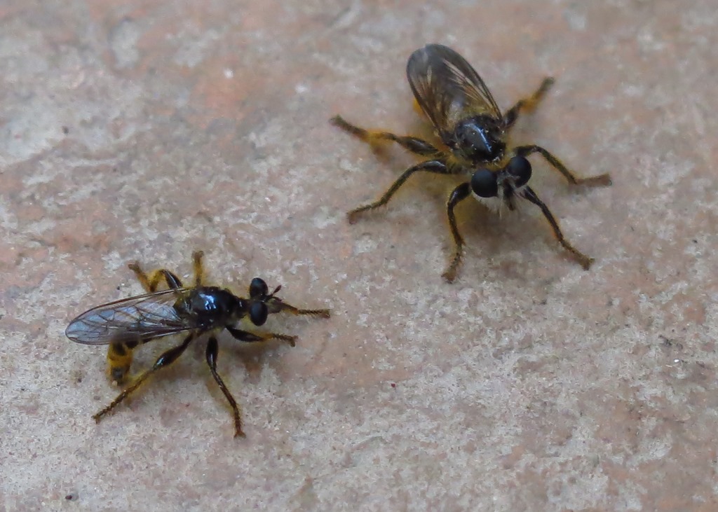 Asilidae: Choerades sp.