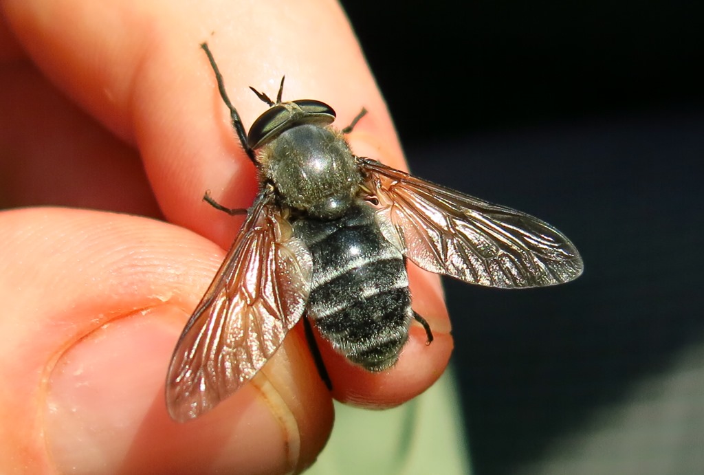 Femmina di Dasyrhamphis antracinus (Tabanidae)