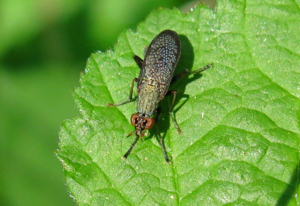 Sciomyzidae - Coremacera marginata? S