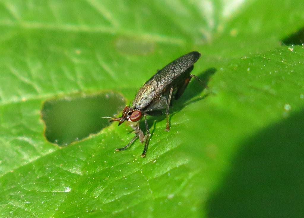 Sciomyzidae - Coremacera marginata? S