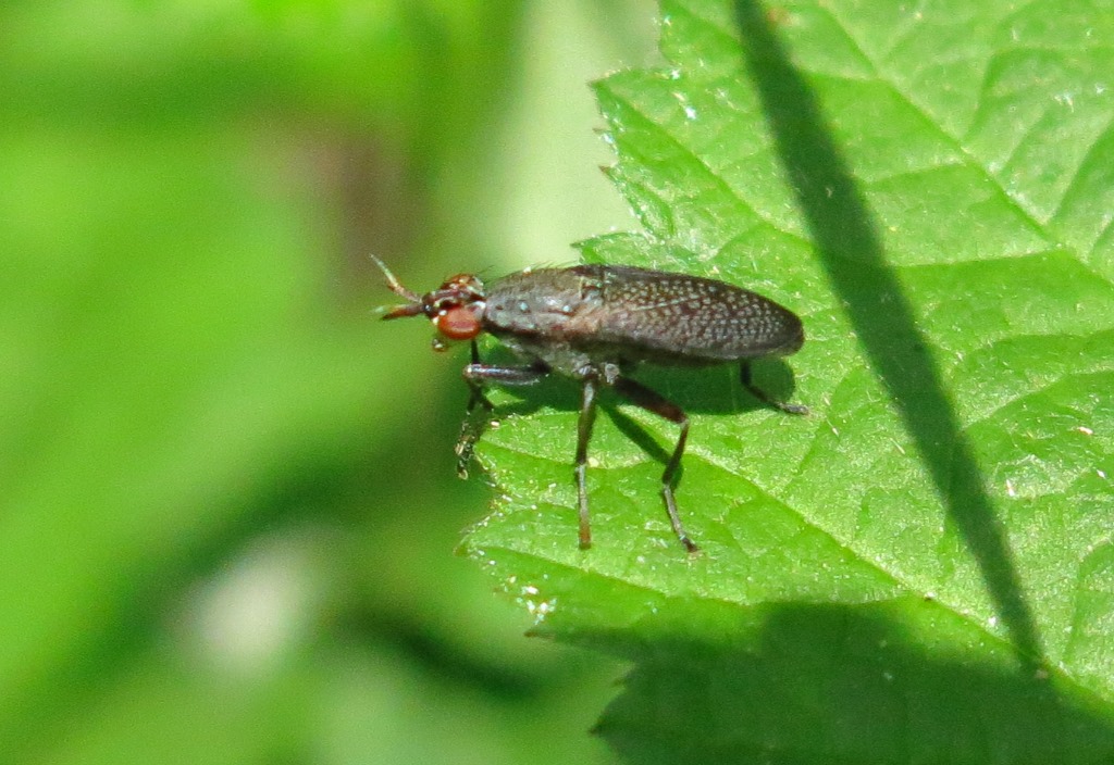 Sciomyzidae - Coremacera marginata? S