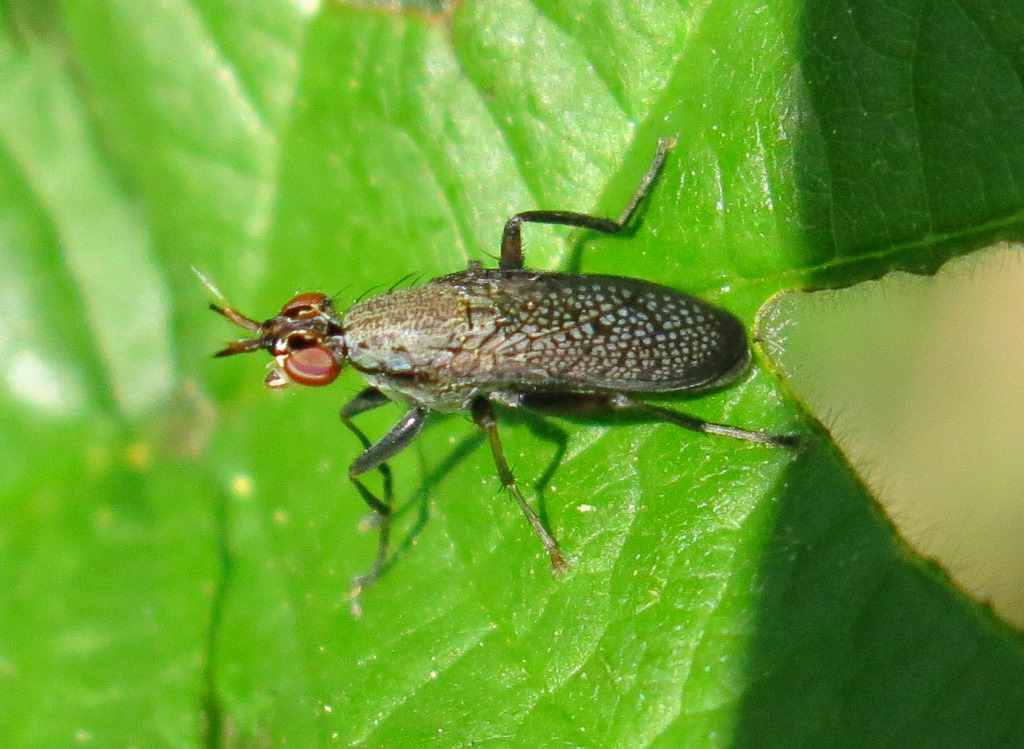 Sciomyzidae - Coremacera marginata? S