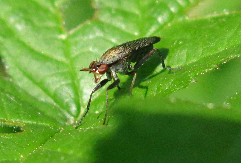 Sciomyzidae - Coremacera marginata? S