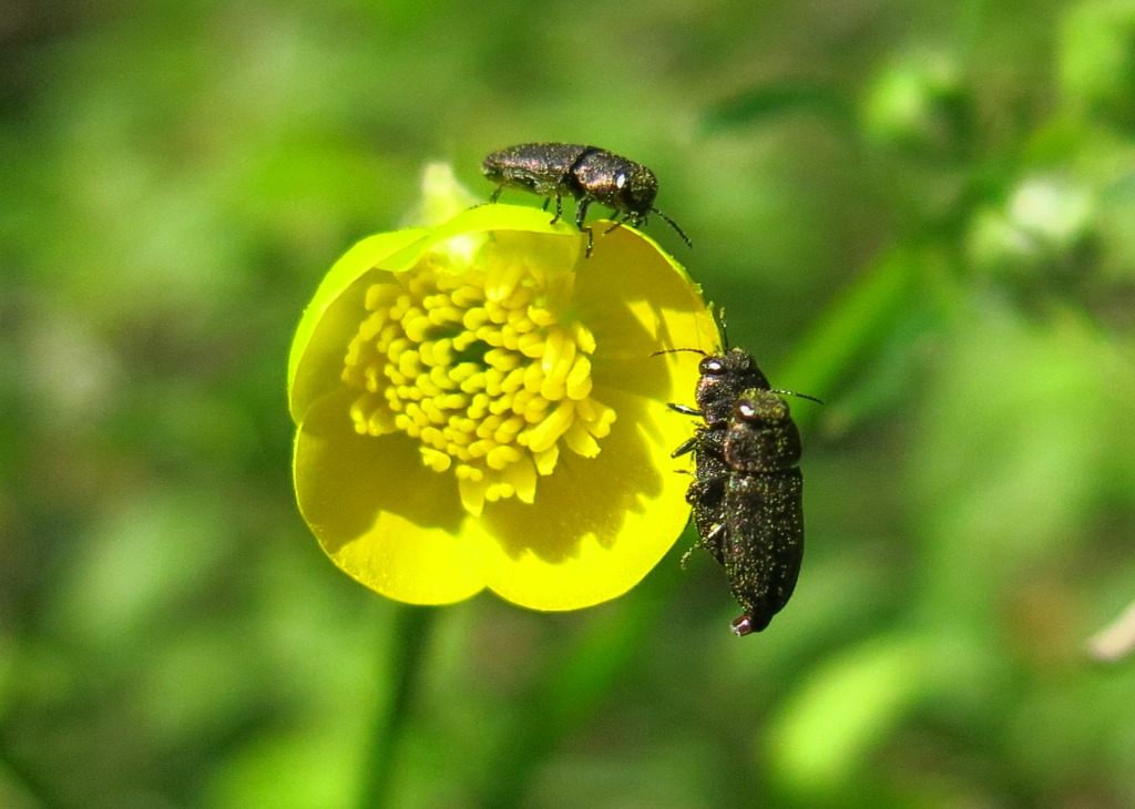 Buprestidae: Anthaxia (Melanthaxia) sp.