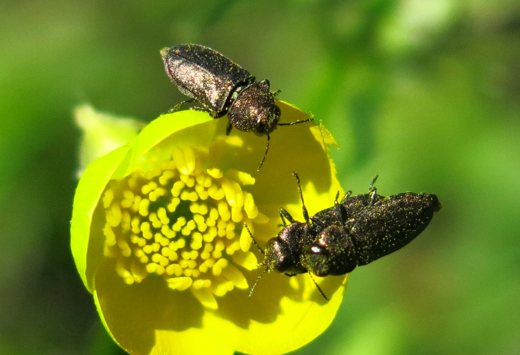 Buprestidae: Anthaxia (Melanthaxia) sp.