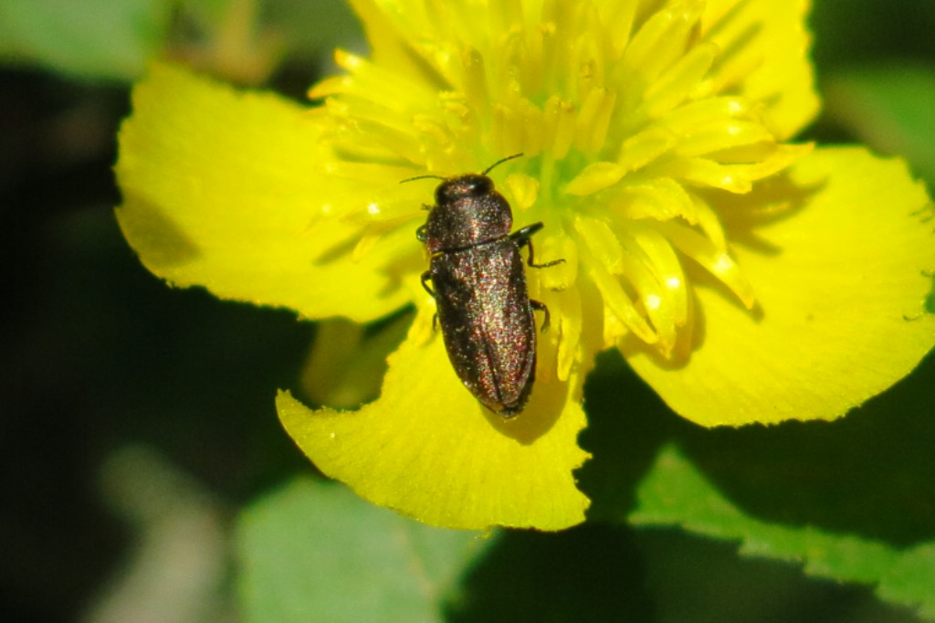 Buprestidae: Anthaxia (Melanthaxia) sp.