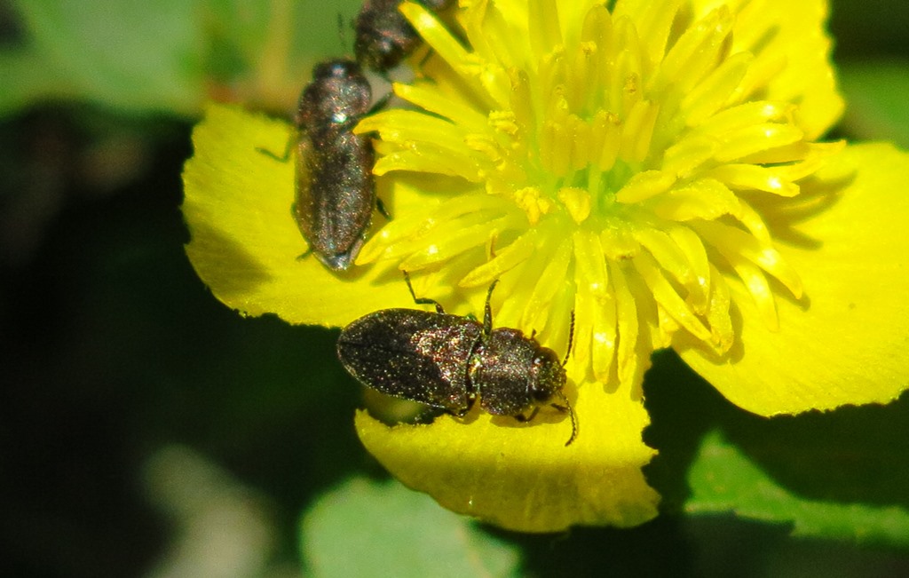 Buprestidae: Anthaxia (Melanthaxia) sp.