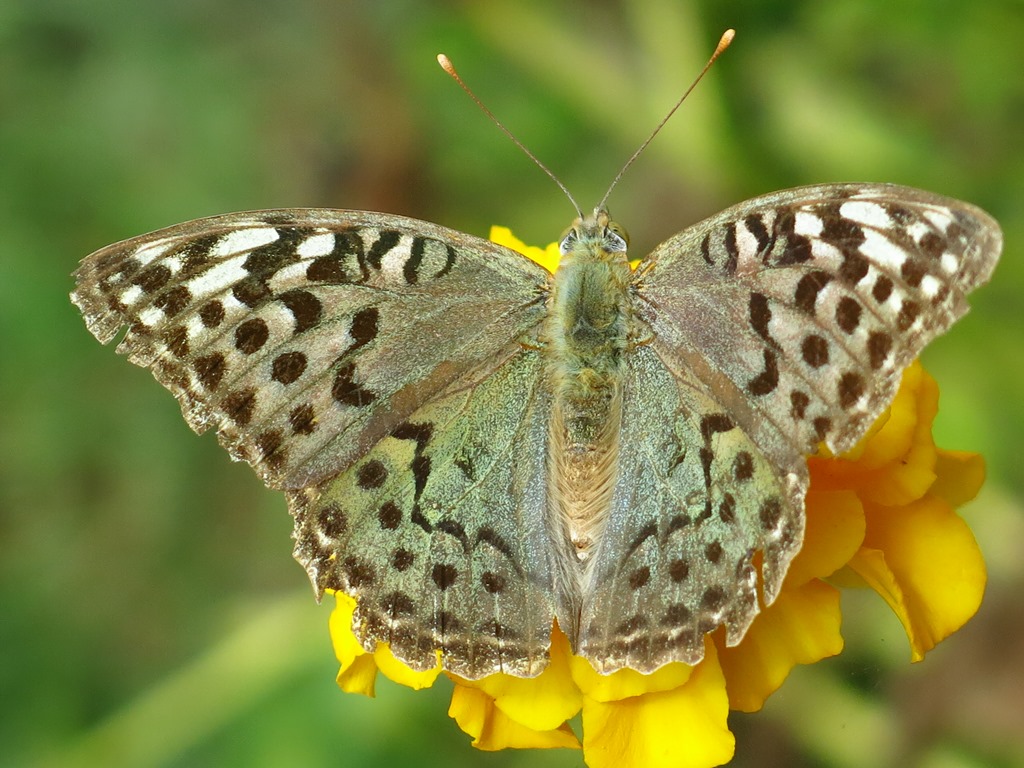 Quale Argynnis? Argynnis pandora