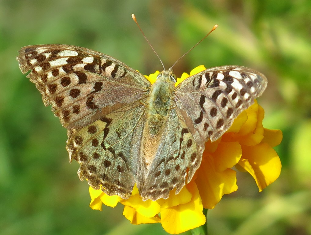 Quale Argynnis? Argynnis pandora