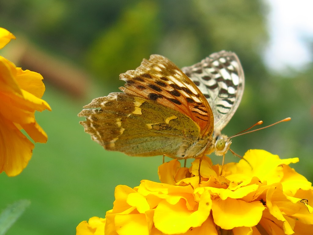 Quale Argynnis? Argynnis pandora