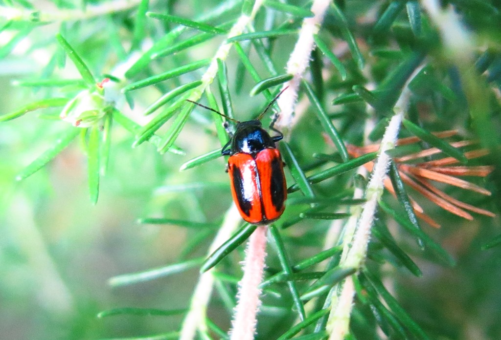 Chrysomelidae - Cryptocephalus bipunctatus? S.