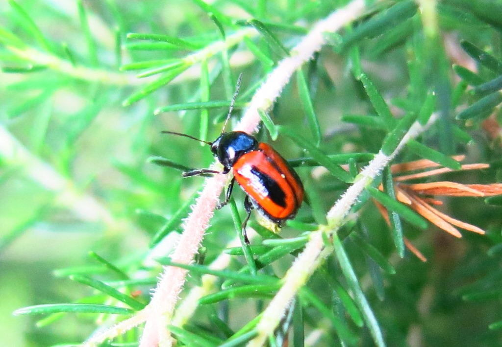 Chrysomelidae - Cryptocephalus bipunctatus? S.