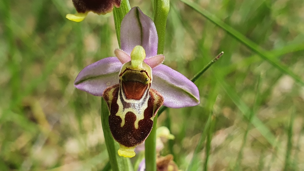 Ophrys apifera o ibrido?