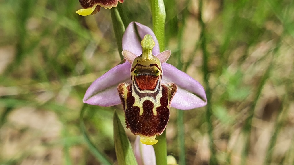 Ophrys apifera o ibrido?