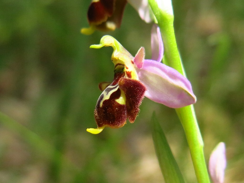 Ophrys apifera o ibrido?