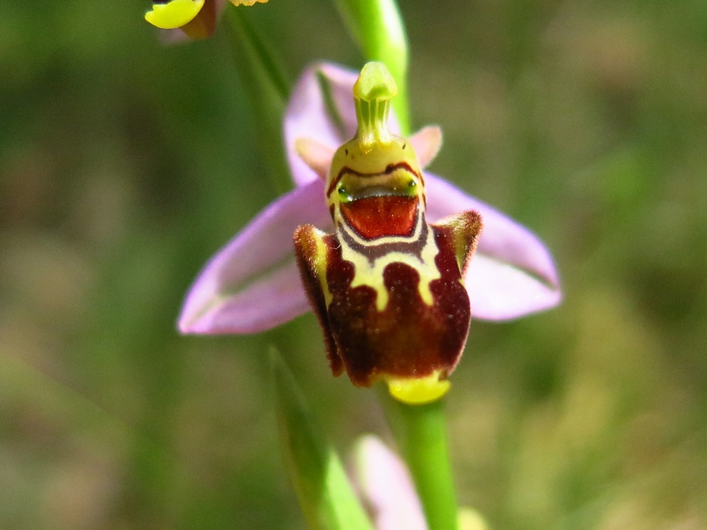 Ophrys apifera o ibrido?