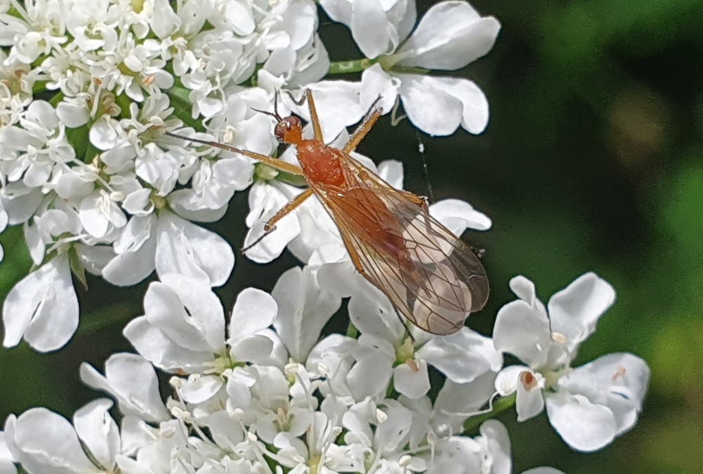 Empididae da determinare