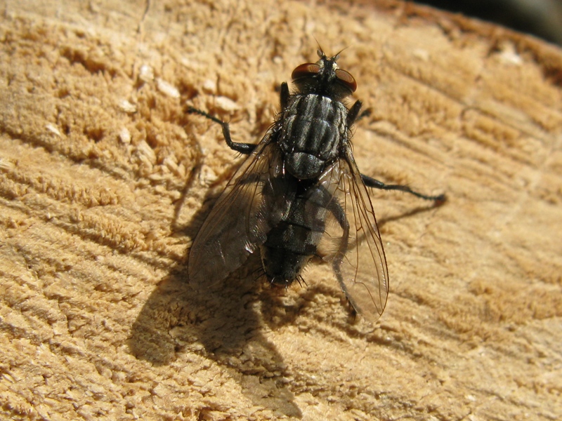 sarcophagidae da determinare?