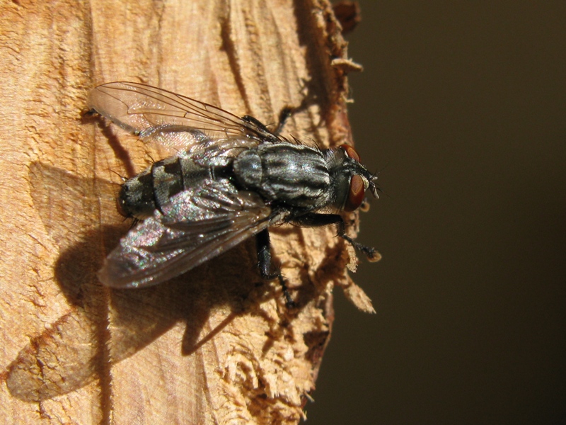 sarcophagidae da determinare?