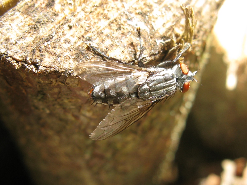 sarcophagidae da determinare?