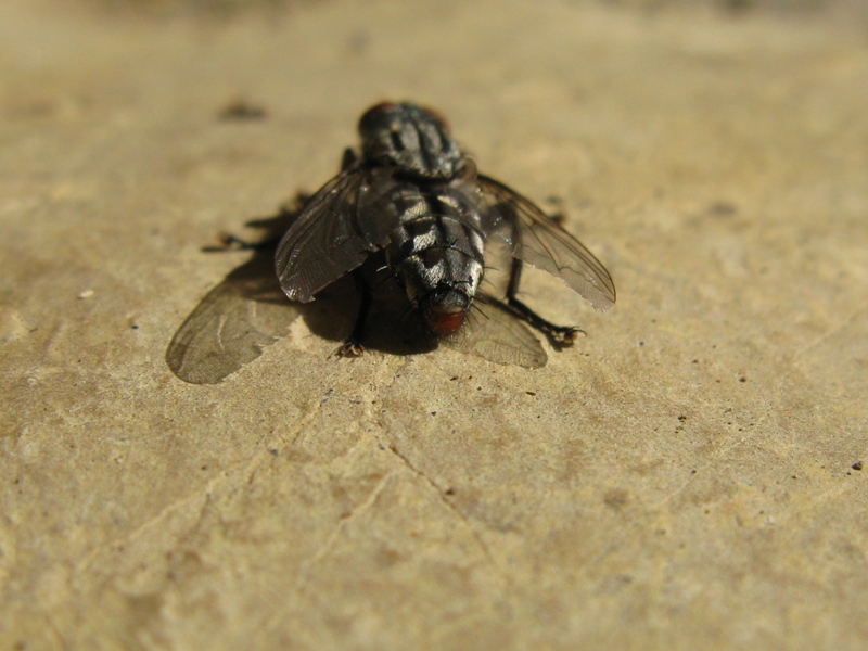 sarcophagidae da determinare?