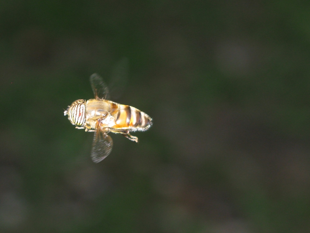 Eristalinus taeniops