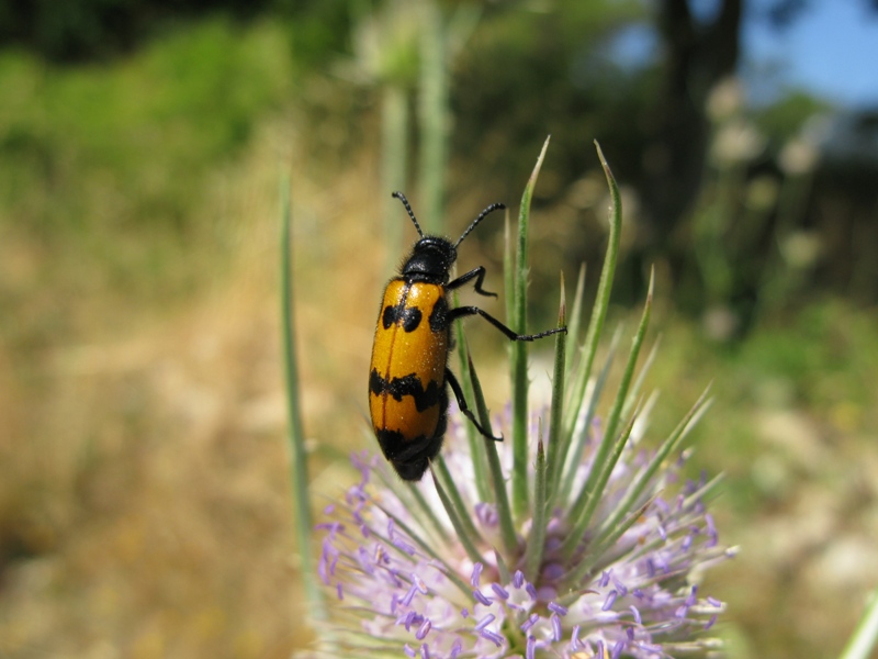 Meloidae da determinare?