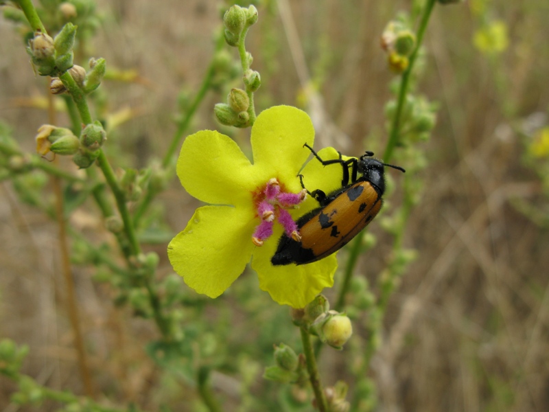 Meloidae da determinare?