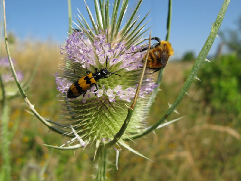 Meloidae da determinare?