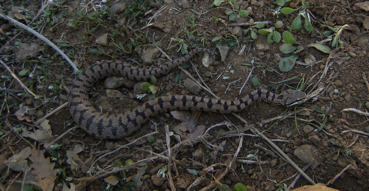 Vipera aspis ma quale? Vipera aspis francisciredi