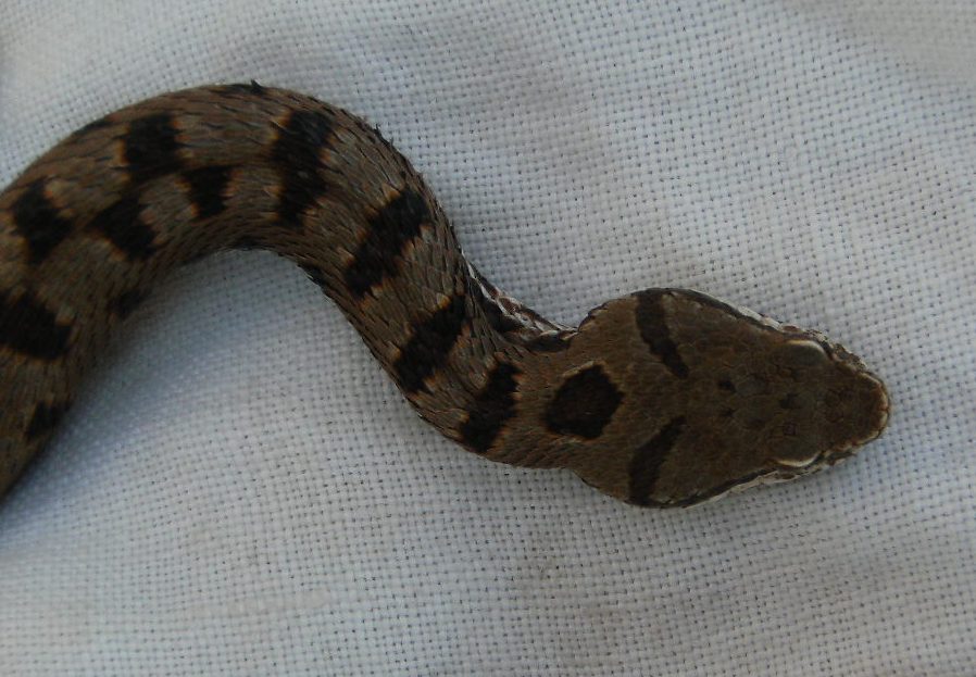 Vipera aspis ma quale? Vipera aspis francisciredi