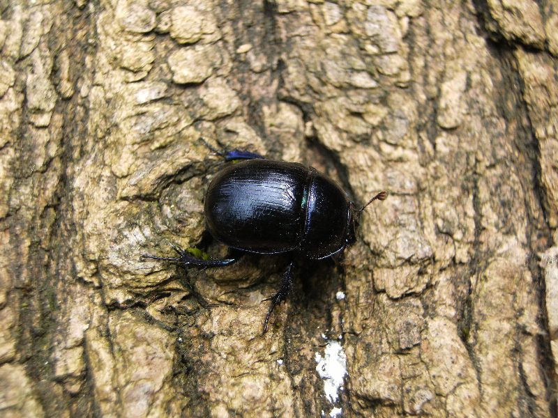 Geotrupidae da determinare?