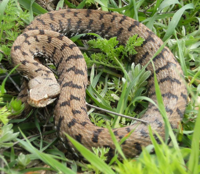 Vipera aspis ma quale? Vipera aspis francisciredi