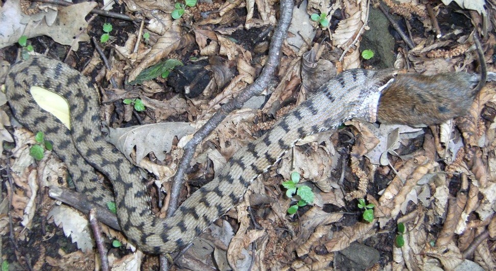 Vipera aspis ma quale? Vipera aspis francisciredi