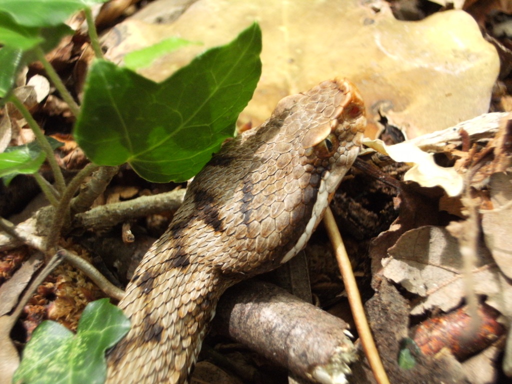 Vipera aspis ma quale? Vipera aspis francisciredi