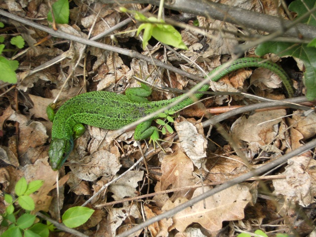 L. bilineata,  femmina?