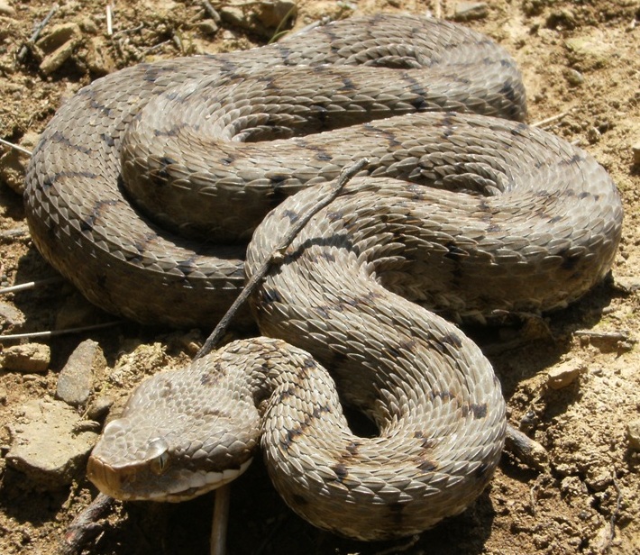 Vipera aspis ma quale? Vipera aspis francisciredi