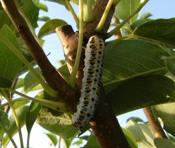 Larva di Cimbicidae