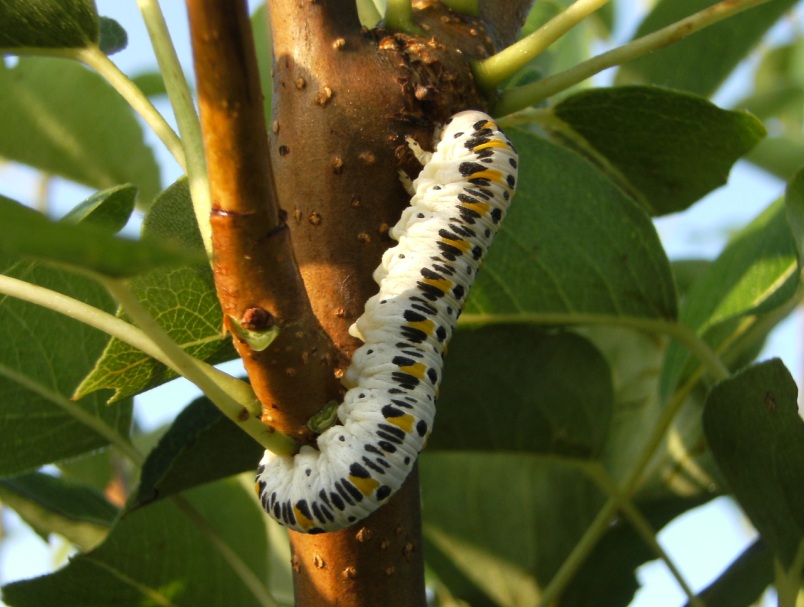 Larva di Cimbicidae