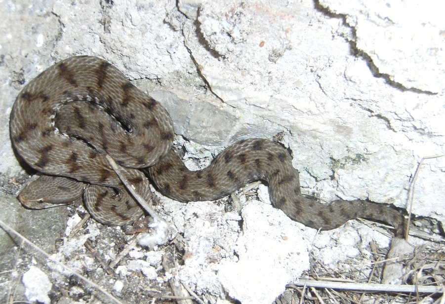 Vipera aspis ma quale? Vipera aspis francisciredi