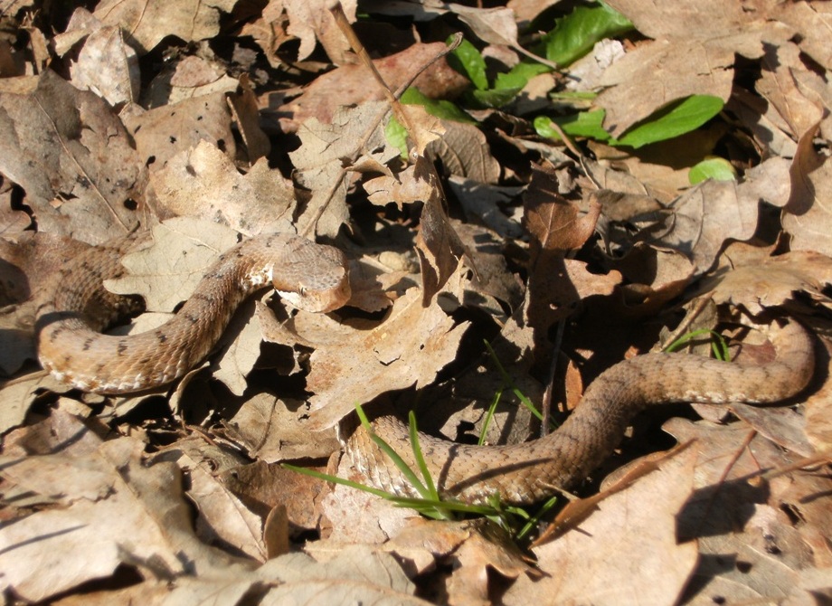 Vipera aspis ma quale? Vipera aspis francisciredi