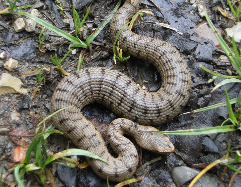 Vipera aspis ma quale? Vipera aspis francisciredi